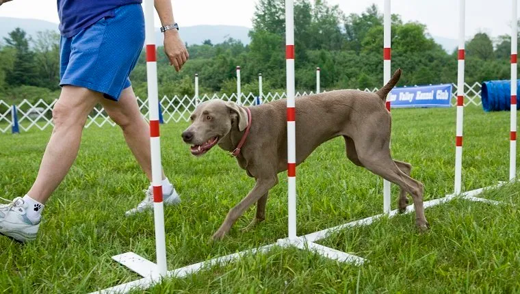 Unleashing Success: The Secrets behind Effective Dog Training Techniques